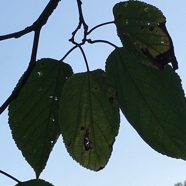 Morus rubra Leaf