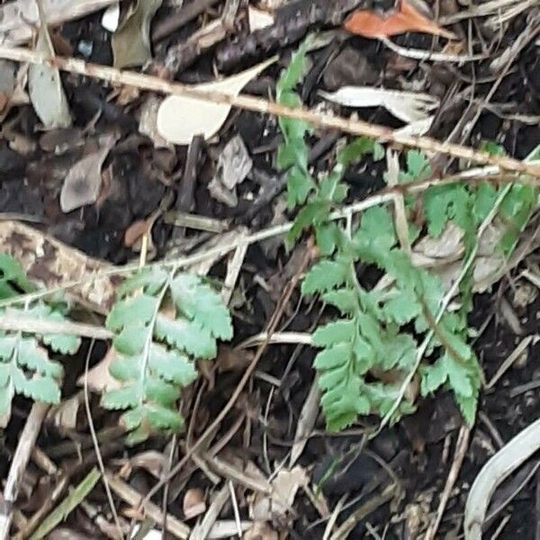 Dryopteris dilatata Hoja