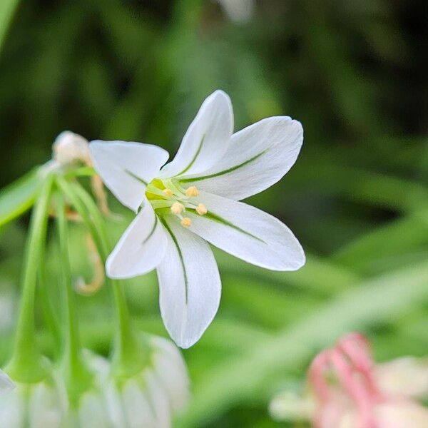 Allium triquetrum फूल