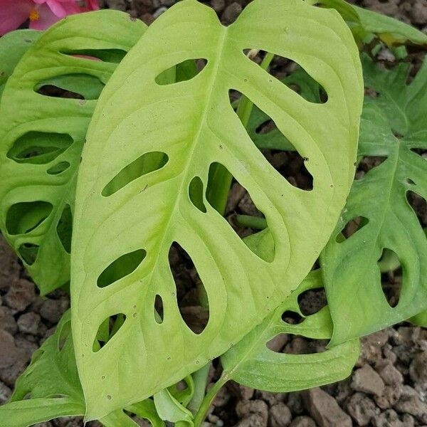 Monstera adansonii Leaf