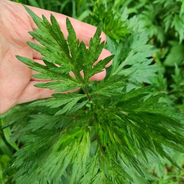 Artemisia vulgaris Blatt