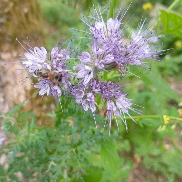 Phacelia tanacetifolia Blüte