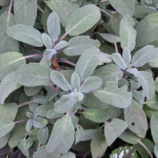 Salvia officinalis Blad