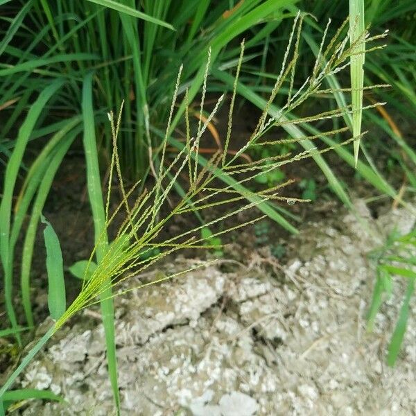 Digitaria sanguinalis Flower