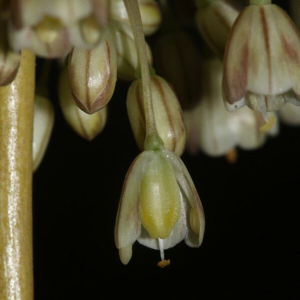 Allium longispathum Blomma