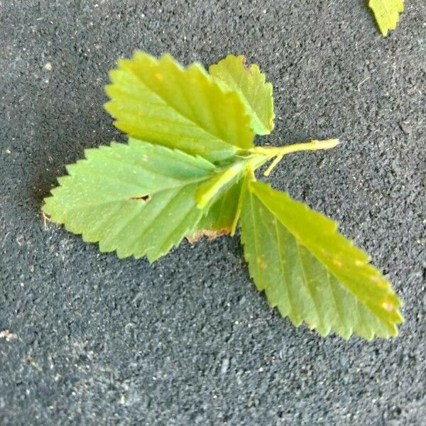 Malvastrum coromandelianum Leaf