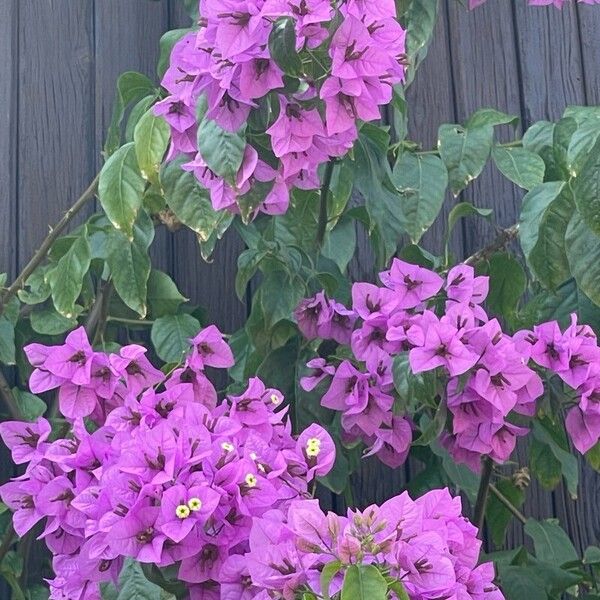 Bougainvillea glabra Õis