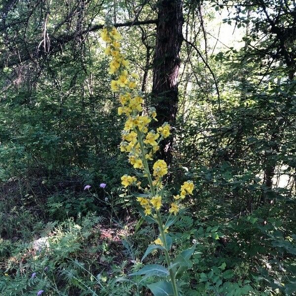 Verbascum thapsus 花