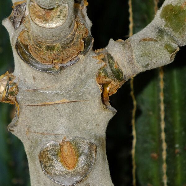 Kalanchoe beharensis кора