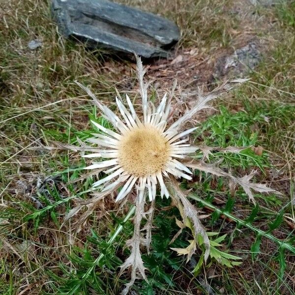 Carlina acaulis Blomma