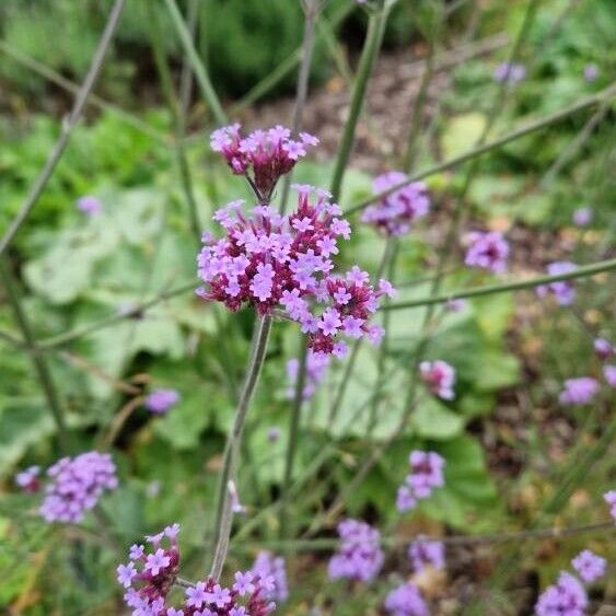 Verbena bonariensis Flower