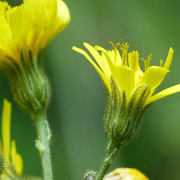 Hieracium prenanthoides Floare