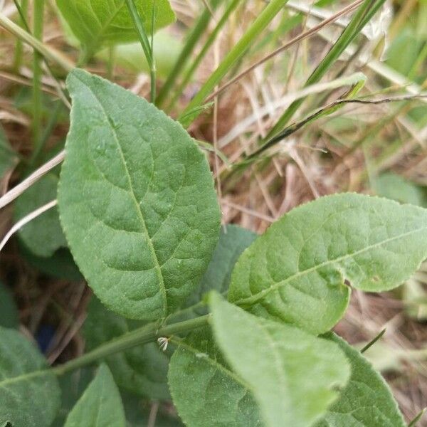 Euonymus europaeus Fuelha