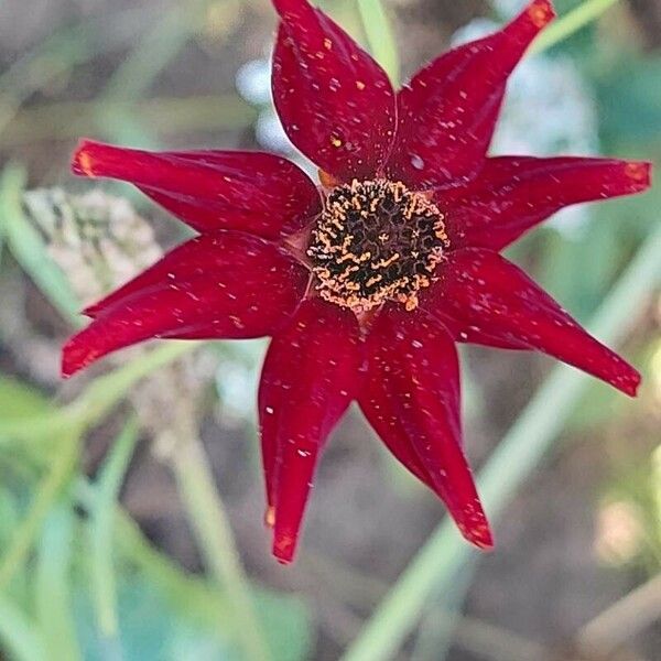 Coreopsis tinctoria Flower