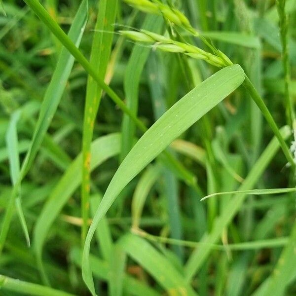 Dactylis glomerata Blad