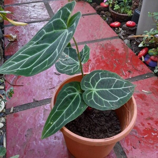 Anthurium crystallinum Leaf