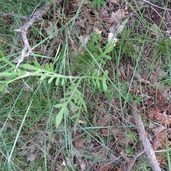 Knautia arvensis Leaf