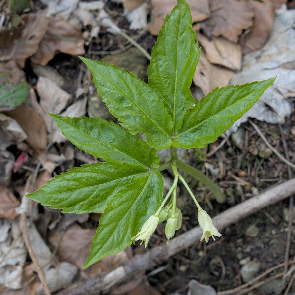 Cardamine enneaphyllos Leaf