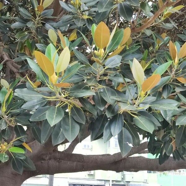 Ficus macrophylla Leaf