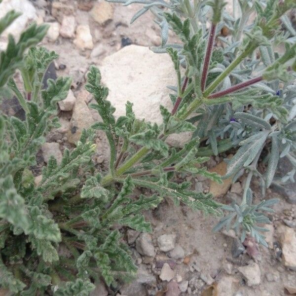 Verbena canescens (Gray vervain)