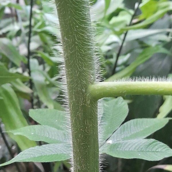 Cleome gigantea Bark