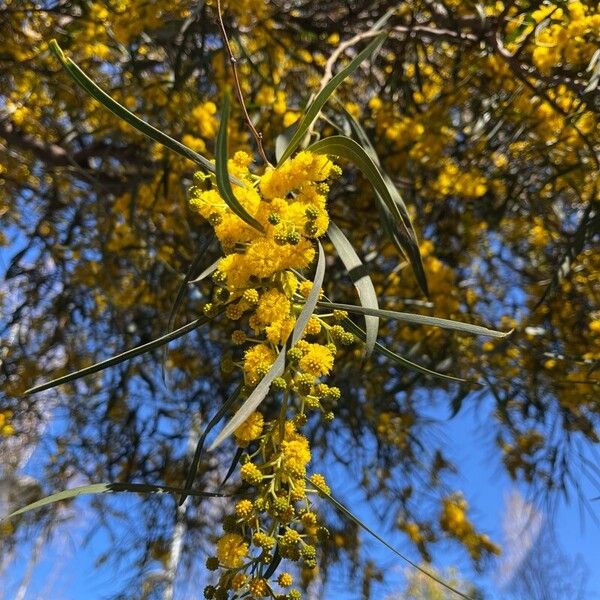 Acacia saligna फूल