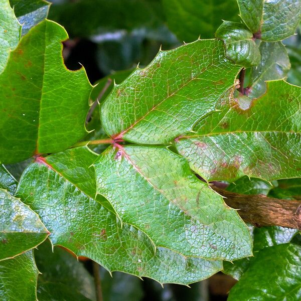 Berberis aquifolium 葉