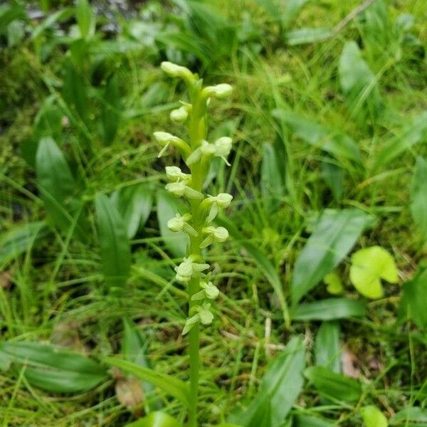 Platanthera aquilonis Fiore