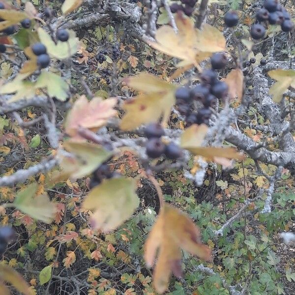 Crataegus pentagyna Foglia