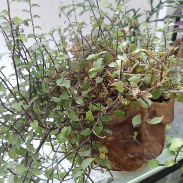 Callisia repens ഇല