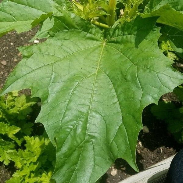 Datura stramonium Лист