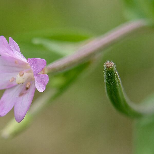 Epilobium palustre Blüte