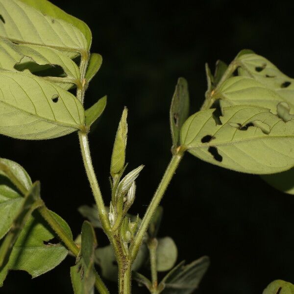 Senna obtusifolia ᱡᱚ