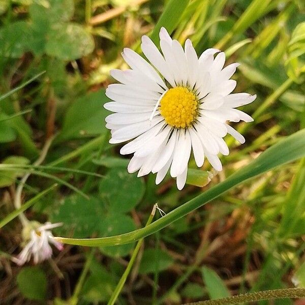 Bellis annua Квітка