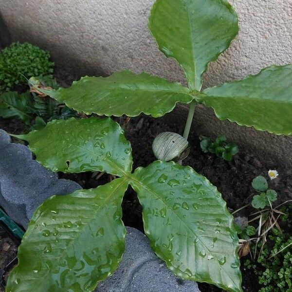 Arisaema triphyllum Lehti