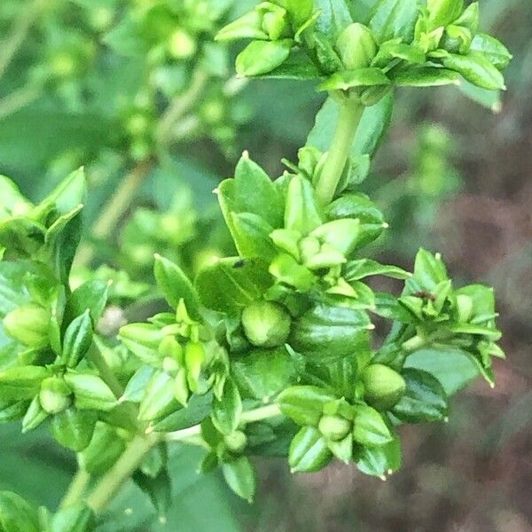 Hypericum frondosum Fleur