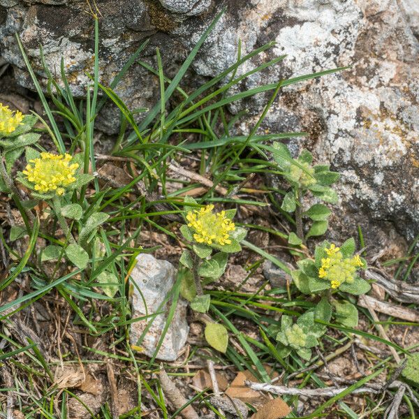 Alyssum simplex Агульны выгляд