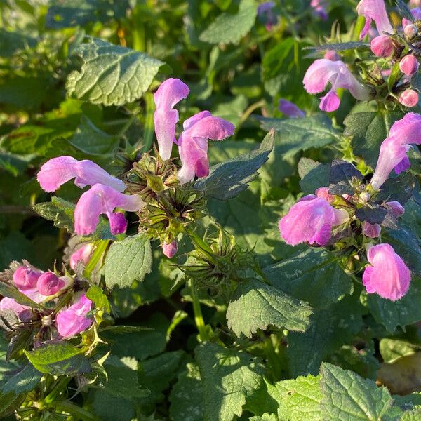 Lamium maculatum Blomst