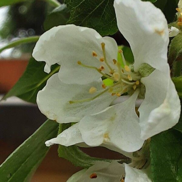 Malus sylvestris Flors