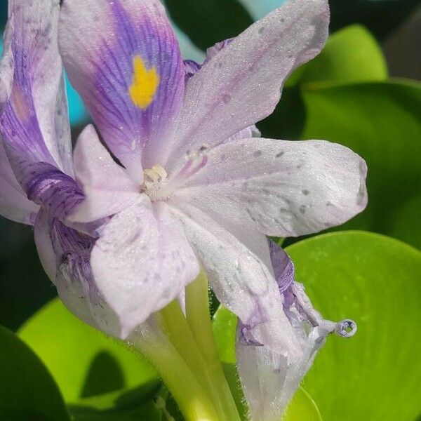 Pontederia crassipes Flower