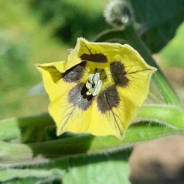 Physalis peruviana Λουλούδι