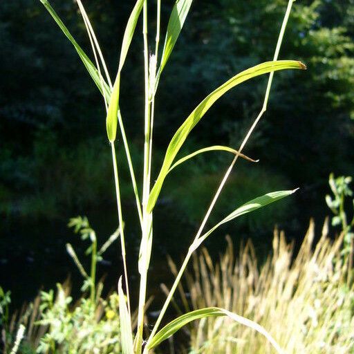 Muhlenbergia mexicana 树皮