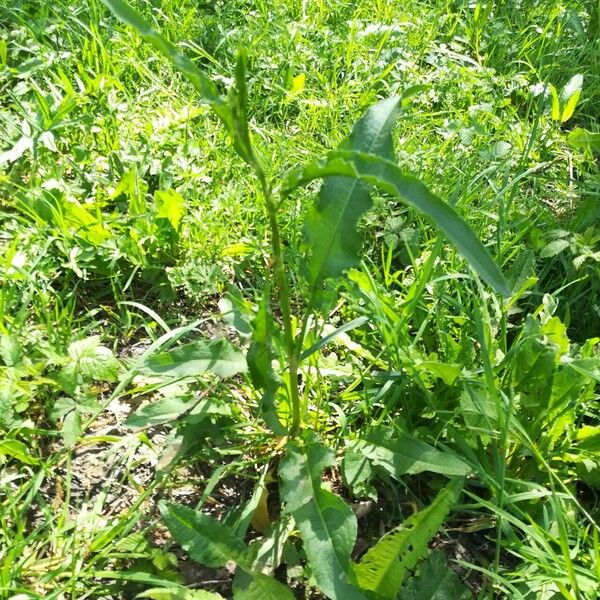 Rumex altissimus ᱛᱟᱦᱮᱸ