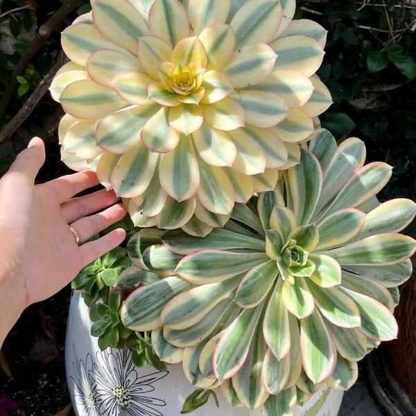 Aeonium castello-paivae Blodyn