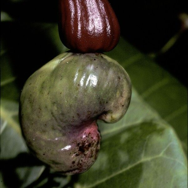 Anacardium occidentale ᱡᱚ