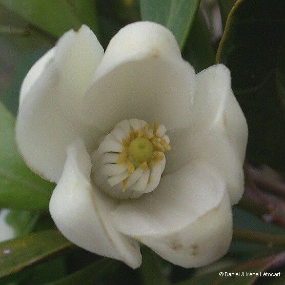 Citrus neocaledonica Flower