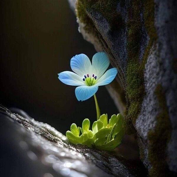 Nemophila menziesii Λουλούδι