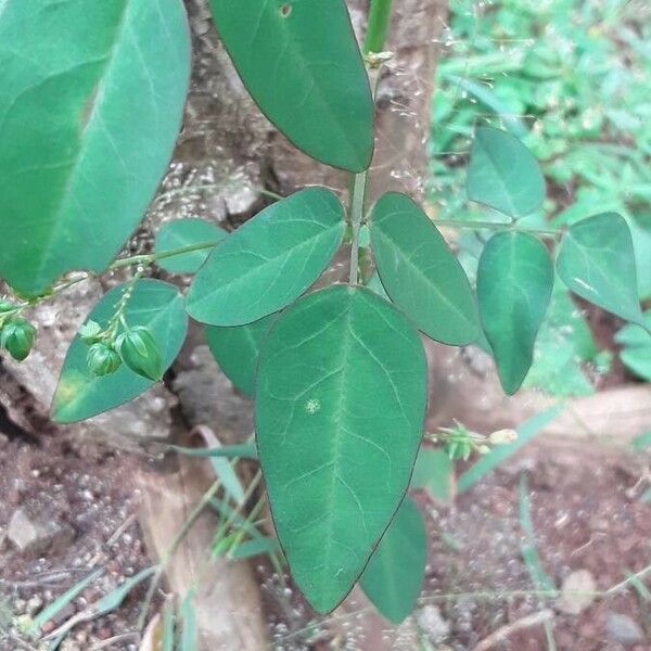 Oxalis barrelieri برگ