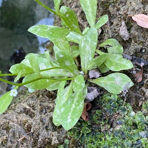 Samolus valerandi Leaf