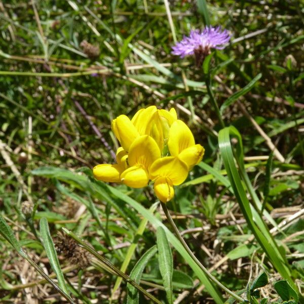 Lotus pedunculatus Цветок